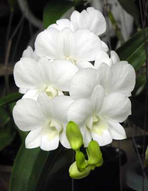 Dendrobium Burana White