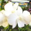 Dendrobium Burana White x White Dragon