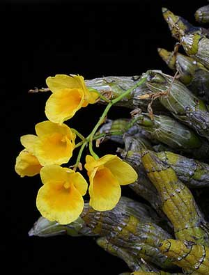 Dendrobium capillipes