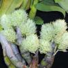 Dendrobium capituliflorum