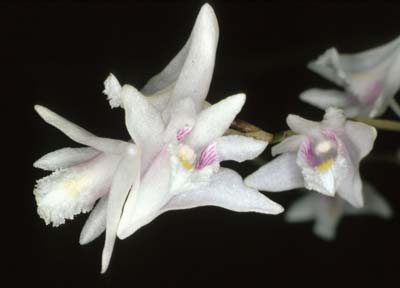 Dendrobium carinatum