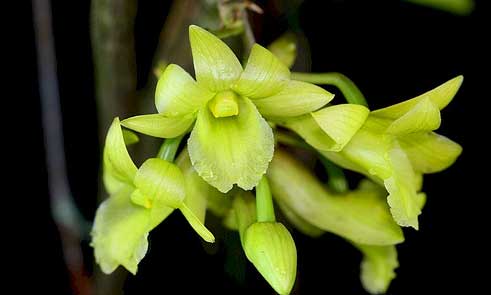 Dendrobium cerinum fma. album