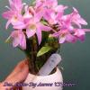 Dendrobium Chian-Tzy Aurora 'CT-Jasper'