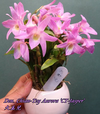 Dendrobium Chian-Tzy Aurora 'CT-Jasper'