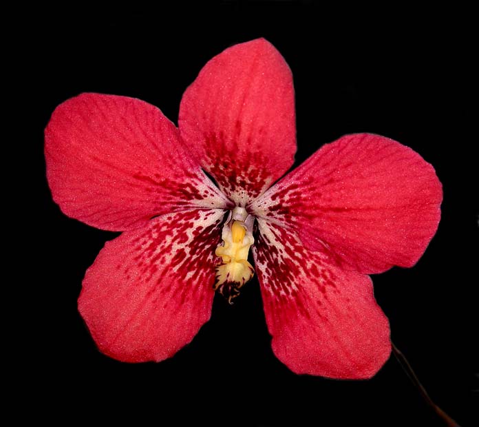 Dendrobium cinabarinum