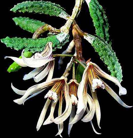 Dendrobium cucumerinum