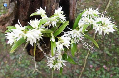 Dendrobium cuspidatum