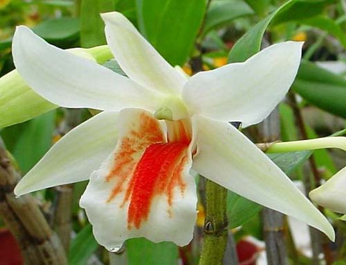 Dendrobium Dawn Maree 'ORCHIS'