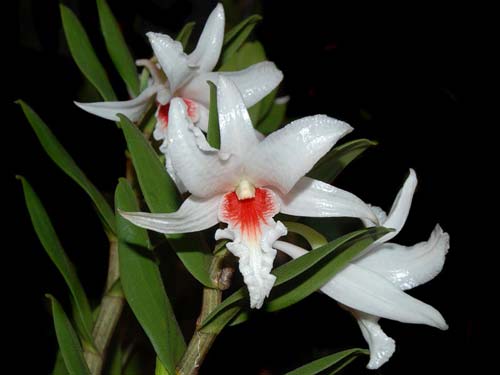 Dendrobium draconis