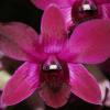 Dendrobium Emma Red Beauty