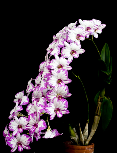 Dendrobium Enobi Purple 'Splash'