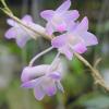 Dendrobium fairchildae