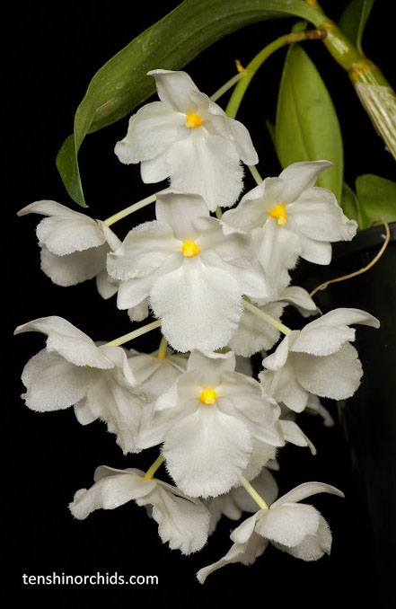 Dendrobium farmeri album petaloid 'Hsinying'