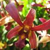Dendrobium Garnet Beauty x mini