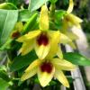 Dendrobium Gold Papillon 'Liberty Bell'