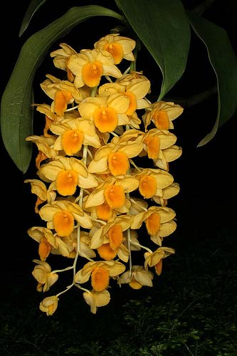 Dendrobium griffithianum