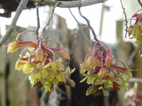 Dendrobium guerreroi