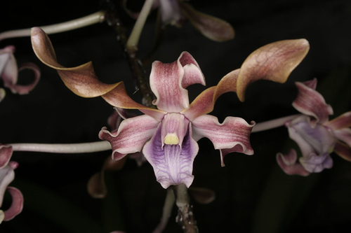 Dendrobium Jairak Helix