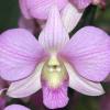 Dendrobium Hieng Beauty