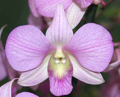 Dendrobium Hieng Beauty