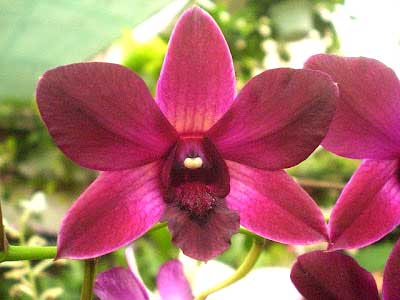 Dendrobium Holly Wood