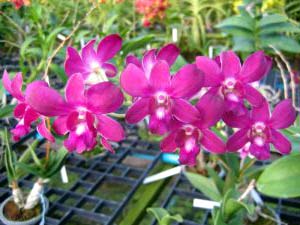 Dendrobium Jairak Canival 'Pink'