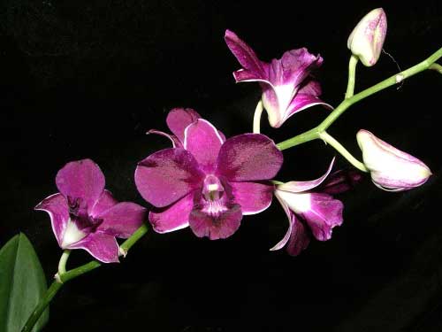 Dendrobium Kultana Beauty