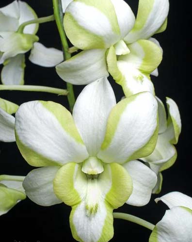 Dendrobium Liberty White