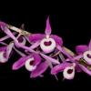 Dendrobium lituiflorum
