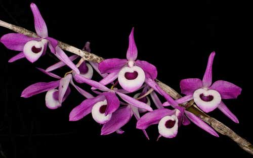 Dendrobium lituiflorum