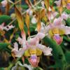 Dendrobium Luwin Park x stratiotes