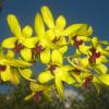 Dendrobium May Neal-Uraiwan