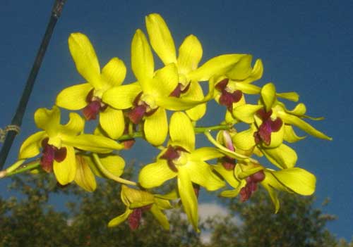 Dendrobium May Neal-Uraiwan