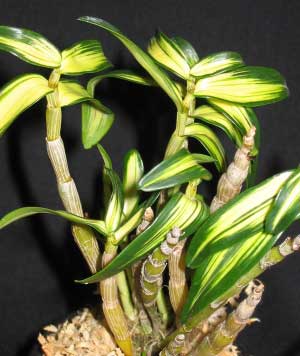 Dendrobium moniliforme Benikomachi