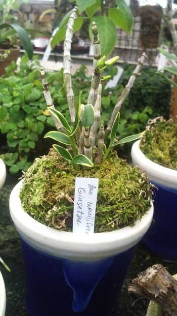 Dendrobium moniliforme Ginsetsu