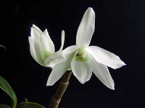 Dendrobium moniliforme Ginsetsu