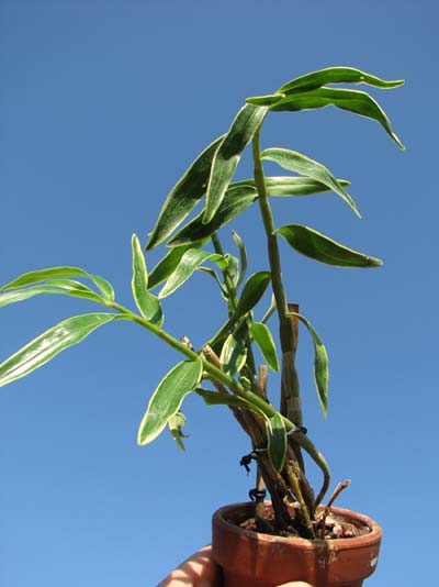 Dendrobium moniliforme Kinzankongo