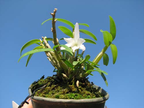 Dendrobium moniliforme Matsushima