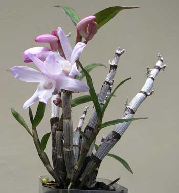 Dendrobium moniliforme Matsushima Pink