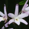 Dendrobium moniliforme Nikko
