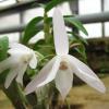 Dendrobium moniliforme Raizan