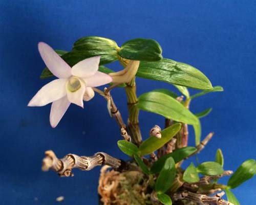 Dendrobium moniliforme Shokkou Nishiki