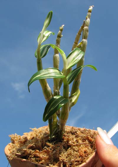 Dendrobium moniliforme Tama