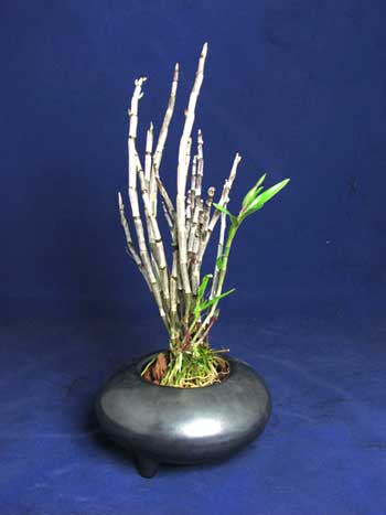 Dendrobium moniliforme Tenshikou