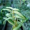 Dendrobium moniliforme variegata