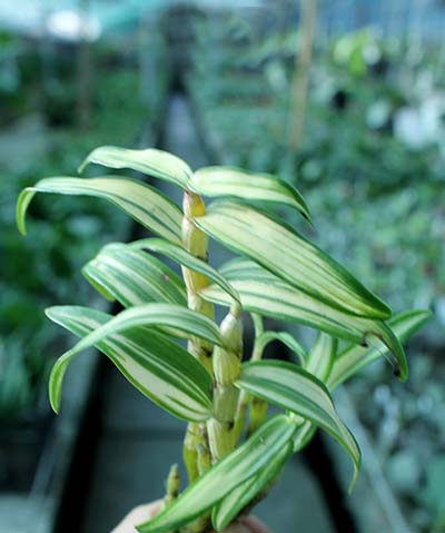 Dendrobium moniliforme variegata