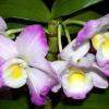 Dendrobium nobile  'Spring Poesie'