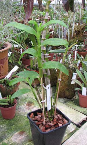 Dendrobium nobile giganteum
