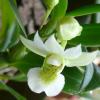 Dendrobium oligophyllum