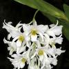 Dendrobium ovipostoriferum